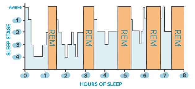 the-paradox-of-rem-sleep