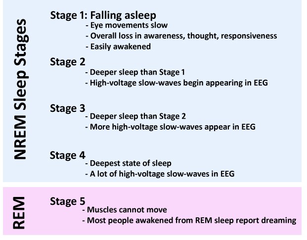 Stages Of Sleep Chart